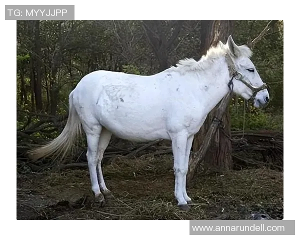 足球明星白龙马的传奇人生与绿茵场上的辉煌成就揭秘